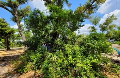Land Clearing & Brush Cutting project photo