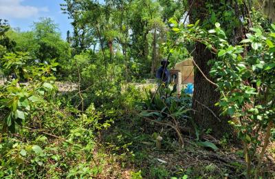 Land Clearing & Brush Cutting project photo