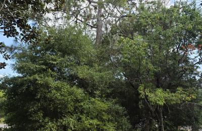 Land Clearing & Brush Cutting project photo