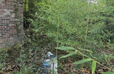 Land Clearing & Brush Cutting project photo
