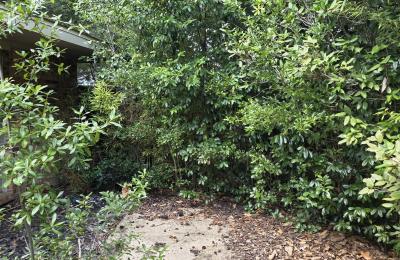 Land Clearing & Brush Cutting project photo