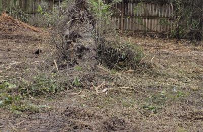 Land Clearing & Brush Cutting project photo