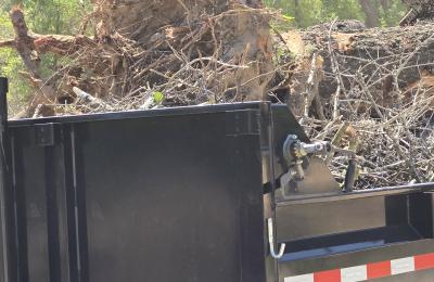 Tree service photo