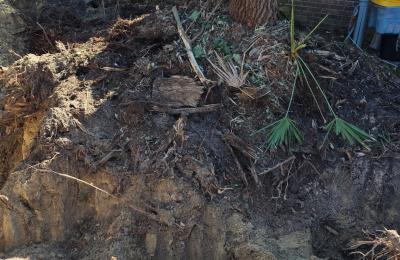 Tree service photo