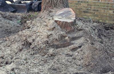 Tree service photo